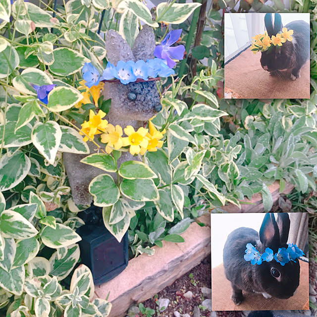 portulacaさんの実例写真