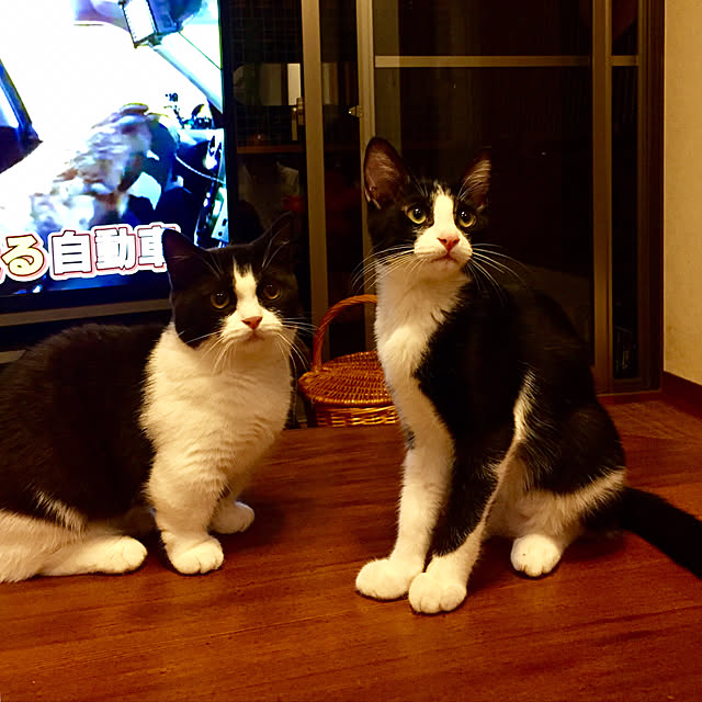 butachanさんの実例写真