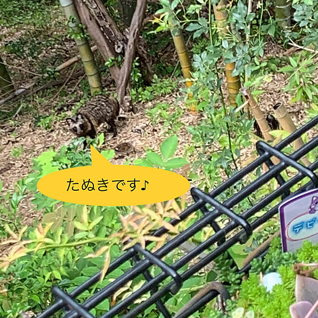 kittyさんの実例写真