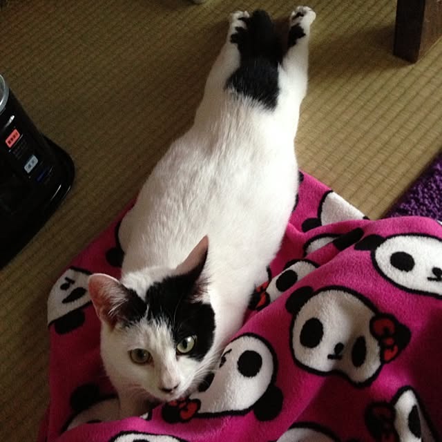 pandasyokudoさんの実例写真
