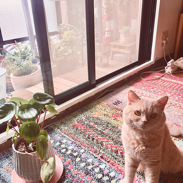 naokoさんの実例写真