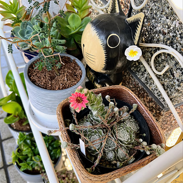 mohhaさんの実例写真