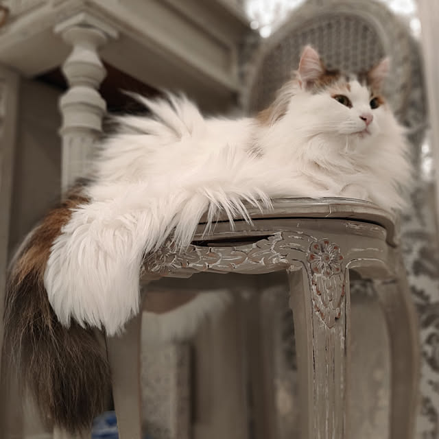 siberinnさんの実例写真