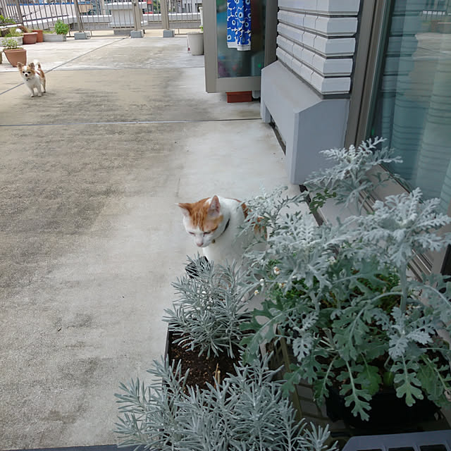 porinさんの実例写真