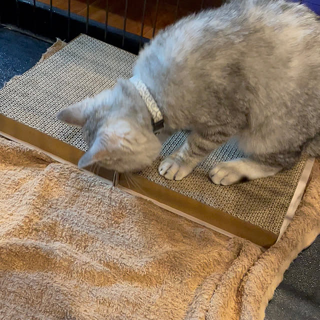 micaさんの部屋