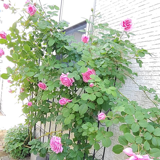 Bienvenueさんの部屋
