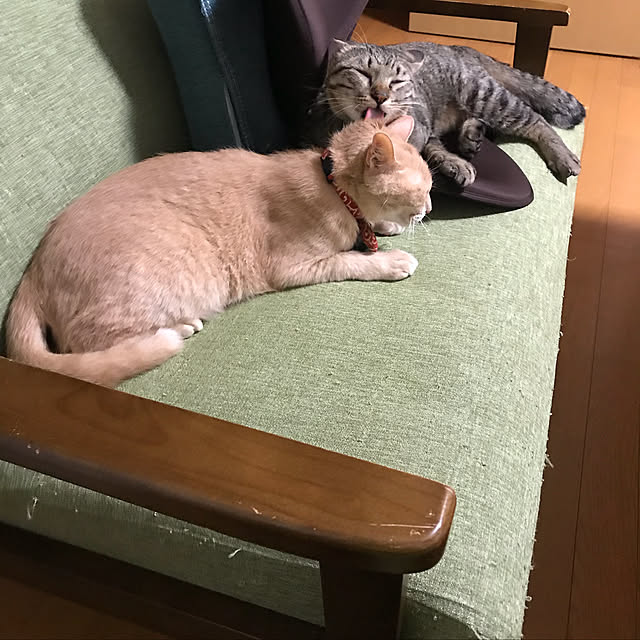 mikan161さんの実例写真