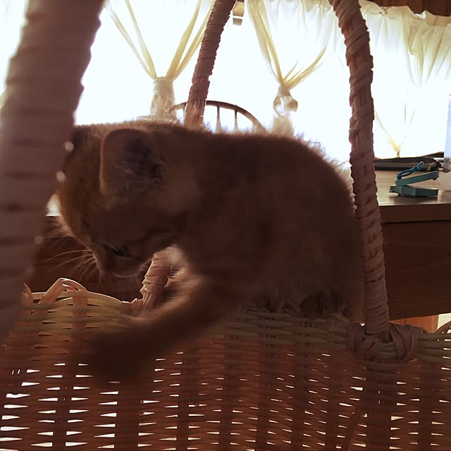 Miさんの実例写真