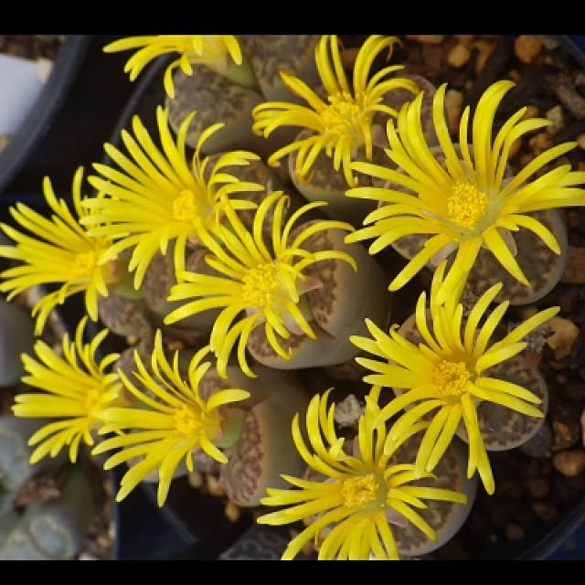 Plantexhibitionhallさんの実例写真