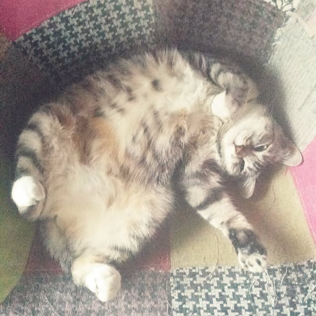annさんの実例写真
