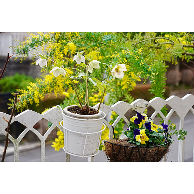 haruisabelさんの実例写真