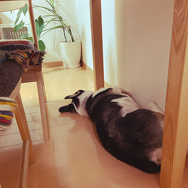 stellaさんの実例写真