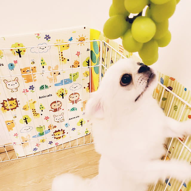 kaerusanさんの実例写真