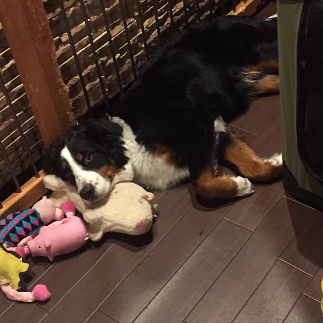 sasaさんの実例写真