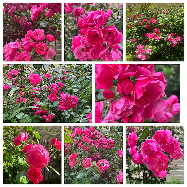magnoliaさんの実例写真