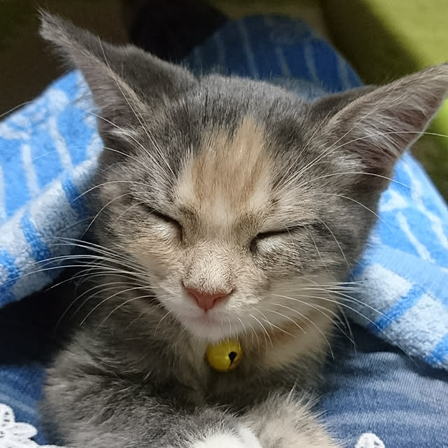 shinobuさんの実例写真