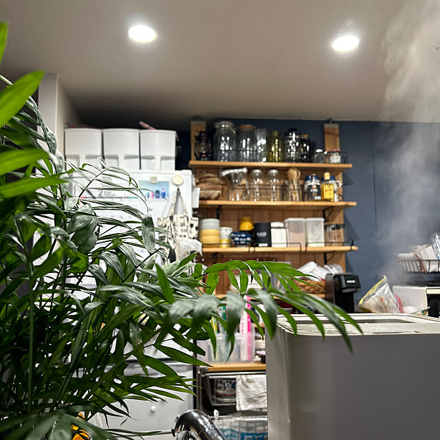 キッチン/テーブルヤシ/観葉植物/グリーンのある暮らし/マンション暮らし...などのインテリア実例 - 2024-02-14 17:32:56