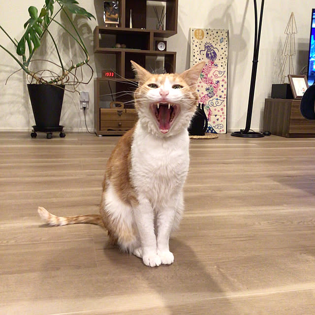 houenさんの部屋