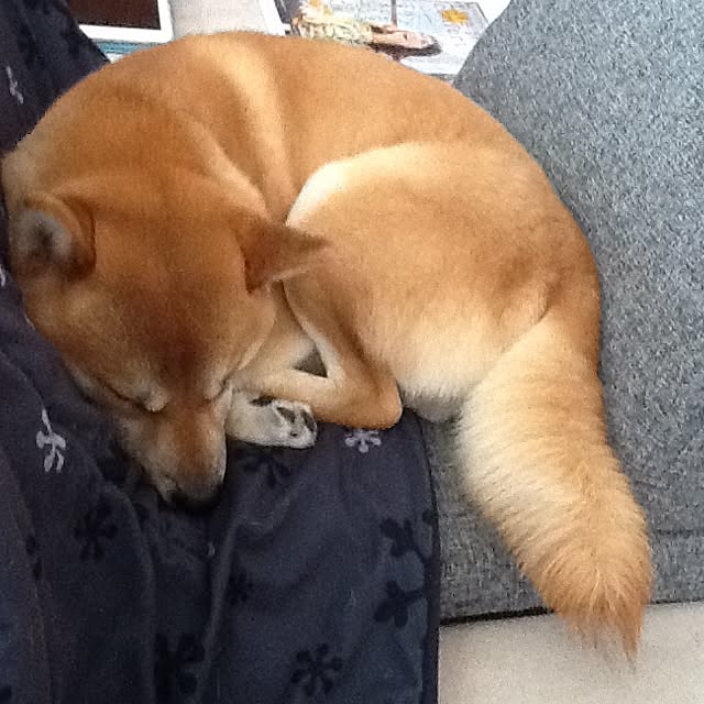kotaさんの実例写真