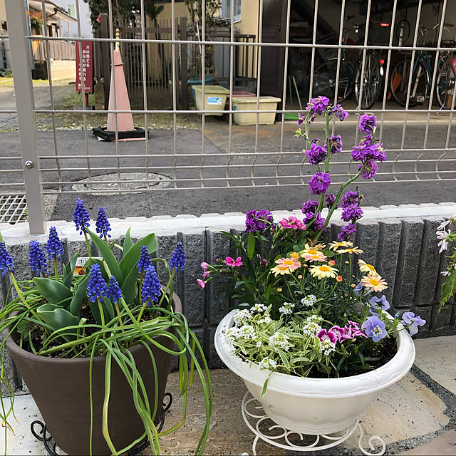 ringobelさんの実例写真