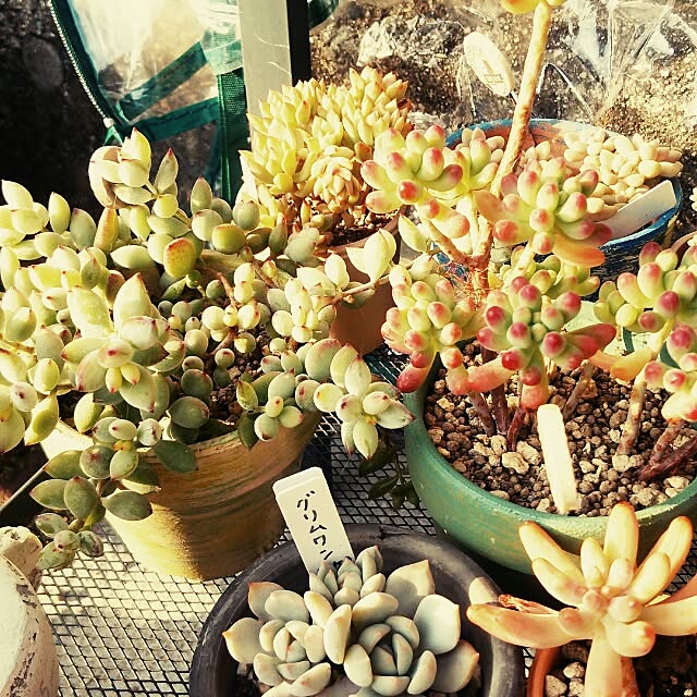 kochaさんの実例写真