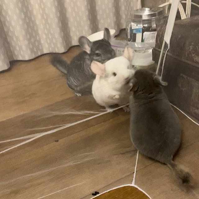 bambiさんの部屋