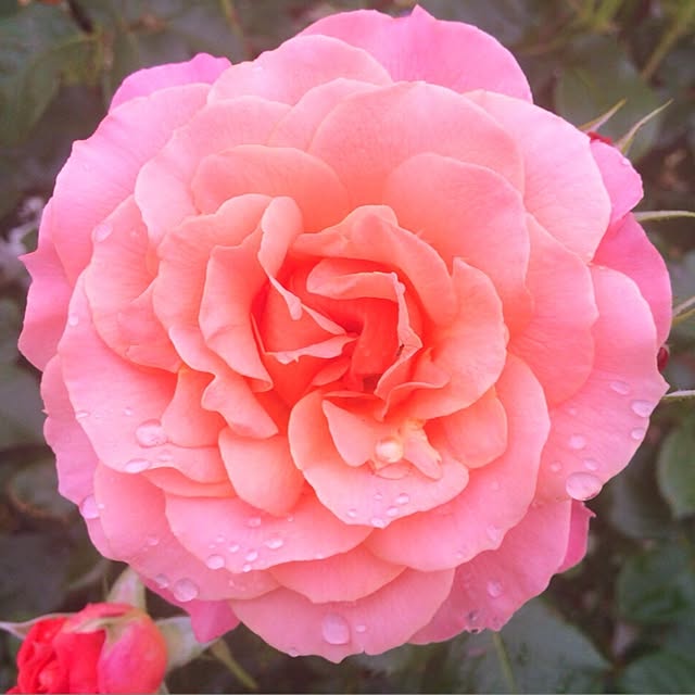 HappyRoseさんの実例写真