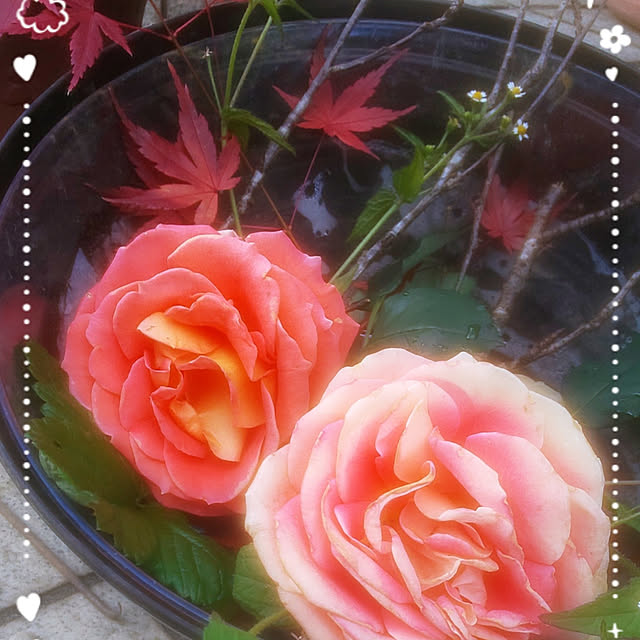 sakuraさんの実例写真
