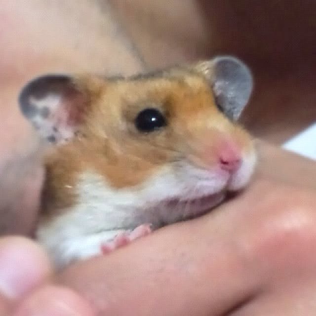 bichunosukeさんの実例写真