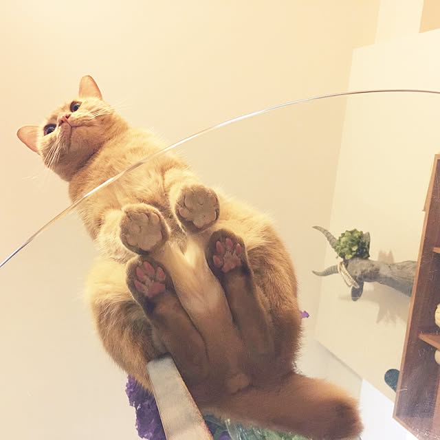 qo_op4649さんの実例写真