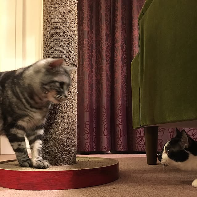 mikomaruさんの実例写真
