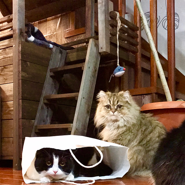 butachanさんの実例写真