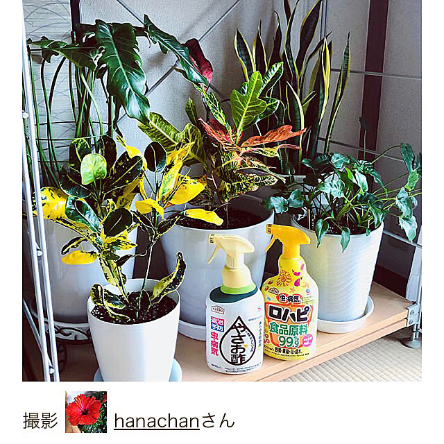 hanachanさんの部屋