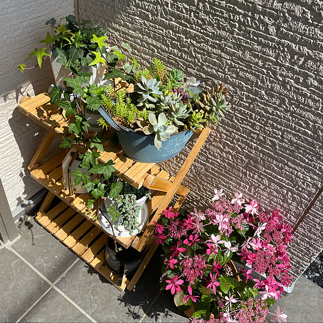 多肉寄せ植え♡/お気に入りを少しずつ/あじさい/ダンスパーティーハッピー/植物のある暮らし...などのインテリア実例 - 2021-04-27 23:22:11