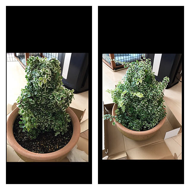 akosanさんの実例写真