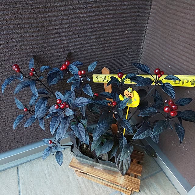 KOHAKUさんの実例写真