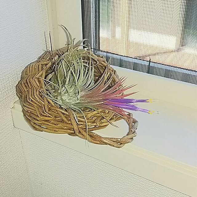 mutyukingさんの実例写真