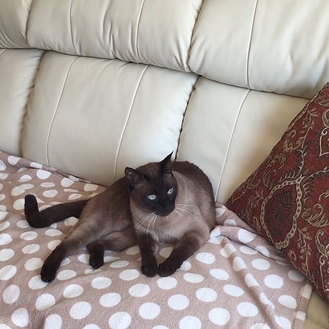 dodoさんの実例写真