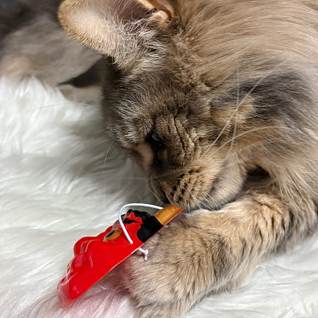 mayumiさんの部屋