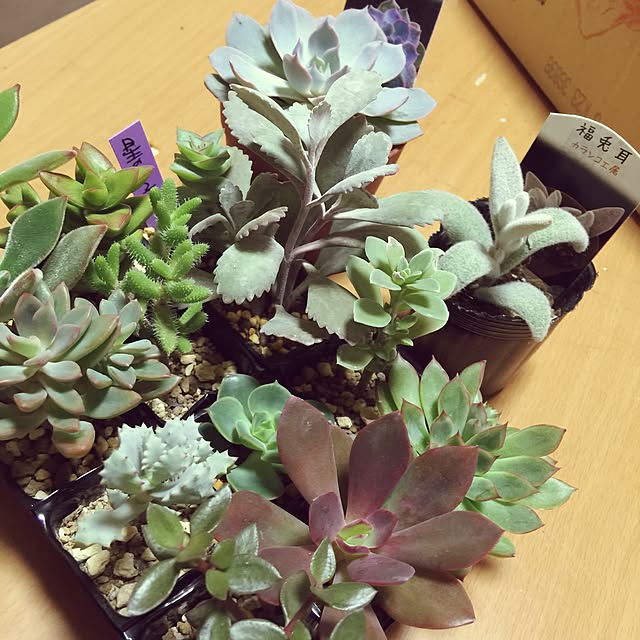 aym0418さんの実例写真