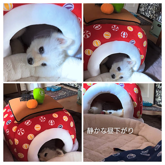 akaidarumaさんの実例写真