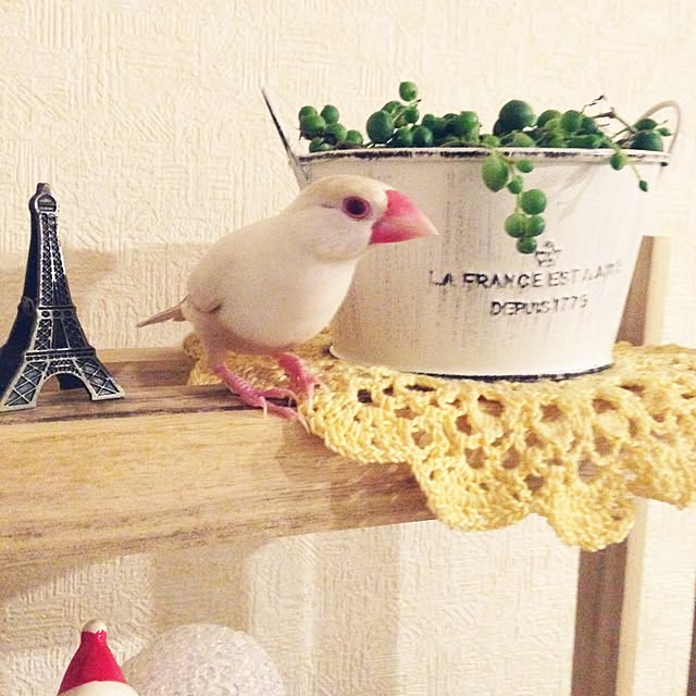 achuminさんの実例写真