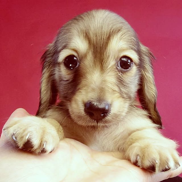 chocolateさんの実例写真