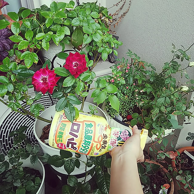 hiromimiさんの実例写真