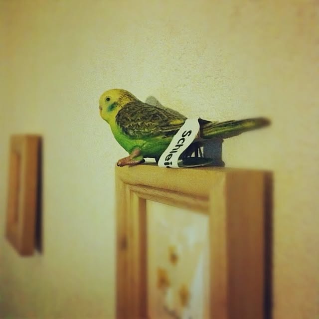 dragosteaさんの実例写真