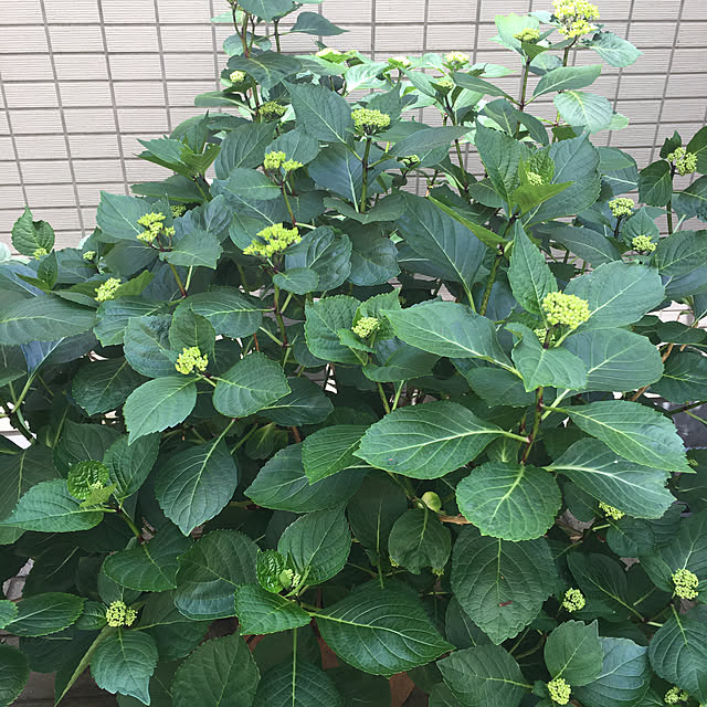 happy-sachiさんの部屋