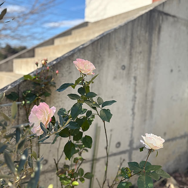 Mikiさんの実例写真