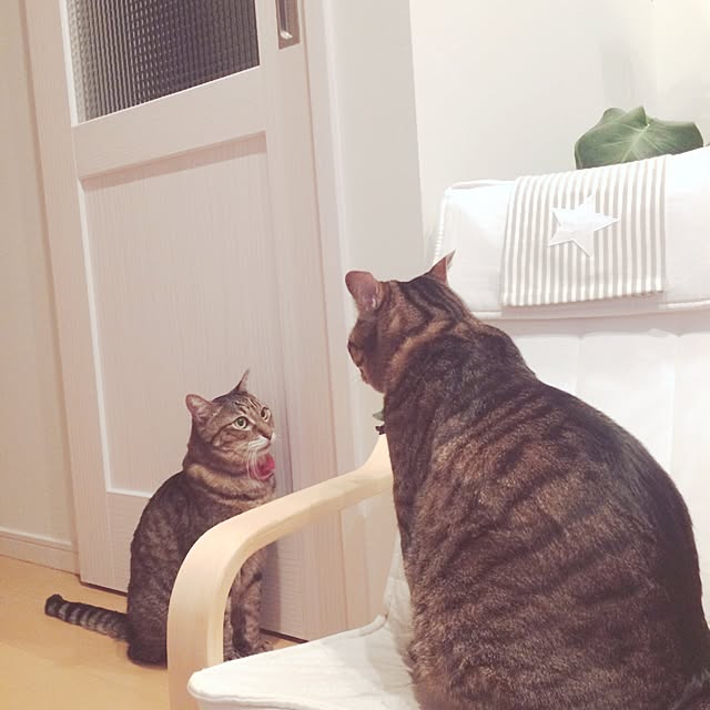 lovecatさんの実例写真