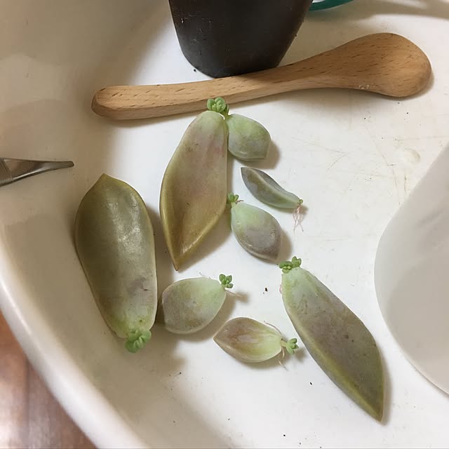 CHIROさんの実例写真