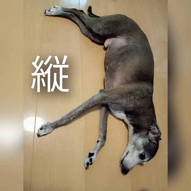 moruさんの部屋